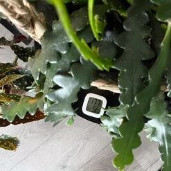 Temperatuur- En Luchtvochtigheidsmeter - Inclusief Batterij, Houder én Sticker - Digitale Hygrometer, Thermometer, Temperatuurmeter Voor Binnen, Digitaal Weerstation - Luchtvochtigheid Voor Planten Digitaal Meten -WerkPro Verkoopwinkel 1200x1200 2069