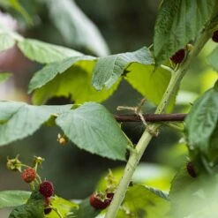 Jute Touw 110 Meter X 2 Mm 250 Gram 19 Jute Touw 110 Meter X 2 Mm 250 Gram -WerkPro Verkoopwinkel 1200x1200 3364